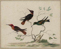 T 089
<br/>
Drie kolibri's in een boompje
<br/>
<em>Bronkhorst, Johannes (1648 - 1727)</em>